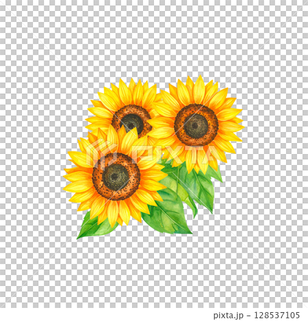 A single bright yellow sunflower blooming with green leaves on a white background. A single bright yellow sunflower blooming with green leaves on a white background. 128537105