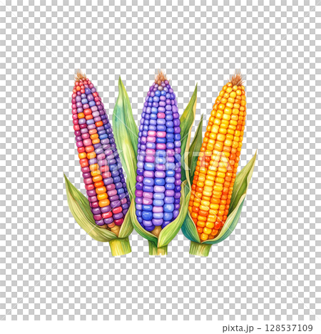 Fresh yellow corn on the cob, healthy and ripe vegetable, isolated on white. 128537109