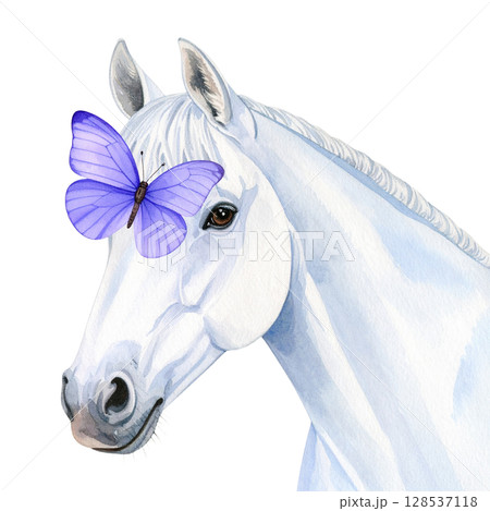 White horse isolated on white background. 128537118