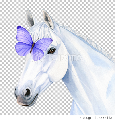 White horse isolated on white background. White horse isolated on white background. 128537118