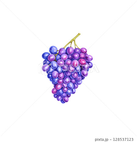 Fresh ripe red grapes with bright green leaves on the vine, isolated on a white background Fresh ripe red grapes with bright green leaves on the vine, isolated on a white background 128537123