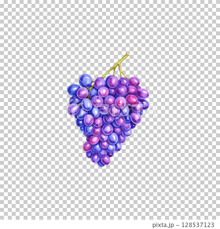 Fresh ripe red grapes with bright green leaves on the vine, isolated on a white background 128537123