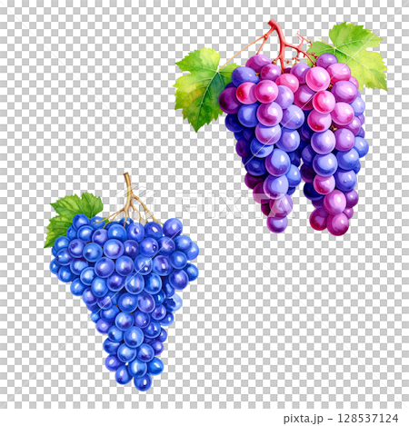 Fresh ripe red grapes with bright green leaves on the vine, isolated on a white background Fresh ripe red grapes with bright green leaves on the vine, isolated on a white background 128537124