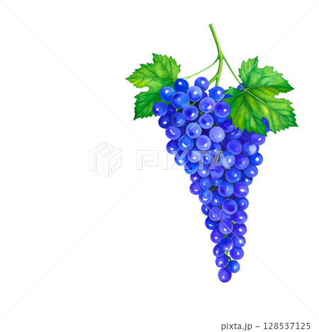 Fresh ripe red grapes with bright green leaves on the vine, isolated on a white background Fresh ripe red grapes with bright green leaves on the vine, isolated on a white background 128537125