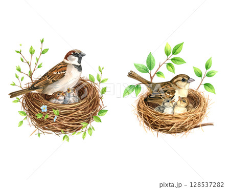 Close-up wildlife footage reveals a brown bird's nest with eggs hidden in a green leaf Close-up wildlife footage reveals a brown bird's nest with eggs hidden in a green leaf 128537282