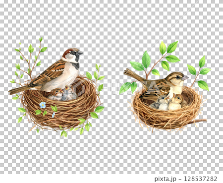 Close-up wildlife footage reveals a brown bird's nest with eggs hidden in a green leaf Close-up wildlife footage reveals a brown bird's nest with eggs hidden in a green leaf 128537282