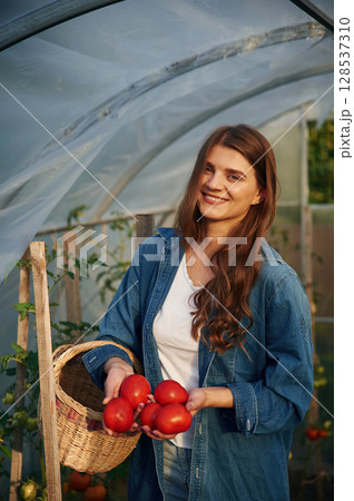 Fresh red tomatoes in hands. Beautiful young woman is gardening Fresh red tomatoes in hands. Beautiful young woman is gardening 128537310