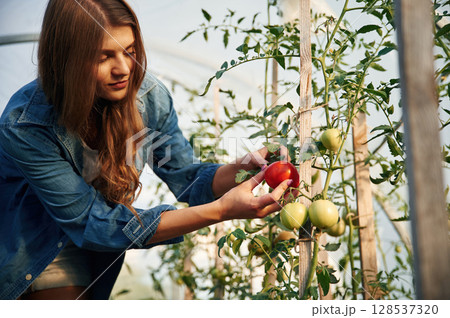 Fresh harvest. Beautiful young woman is gardening Fresh harvest. Beautiful young woman is gardening 128537320