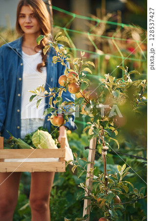 Full height shot, holding wooden box with cabbage. Beautiful young woman is gardening Full height shot, holding wooden box with cabbage. Beautiful young woman is gardening 128537427