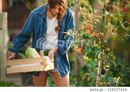 Full height shot, holding wooden box with cabbage. Beautiful young woman is gardening 128537428
