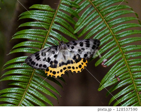 羊歯の葉に止まる昼行性蛾ヒョウモンエダシャク 128537590