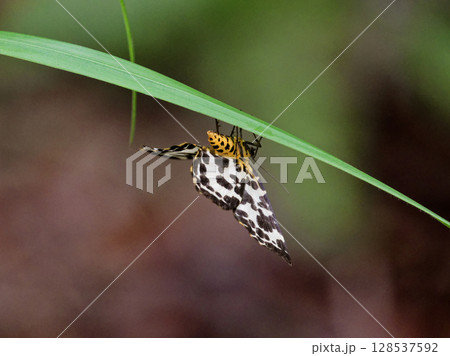 葉に止まる昼行性蛾ヒョウモンエダシャク 128537592