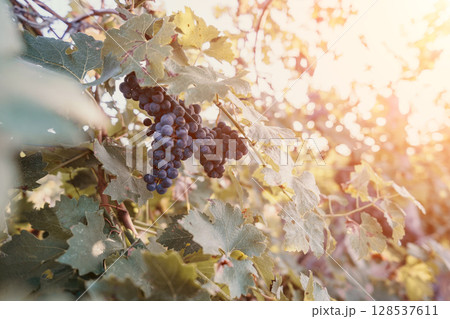 Grapes Vines Sunlight - Closeup of ripe grapes hanging on a vine in a vineyard with sunlight shining through the leaves. 128537611