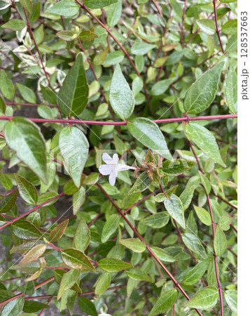 可愛らしい白い花を咲かせた庭木のアベリア12 可愛らしい白い花を咲かせた庭木のアベリア12 128537663