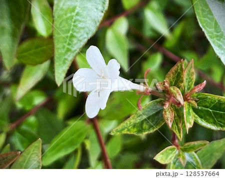 可愛らしい白い花を咲かせた庭木のアベリア13 128537664
