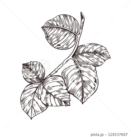 A branch with leaves of a hazelnut tree, hazelnut tree, hazelnut tree. All objects are hand-drawn with ink, vector illustration. For printing on paper, fabric, product packaging, shop window decor. 128537687