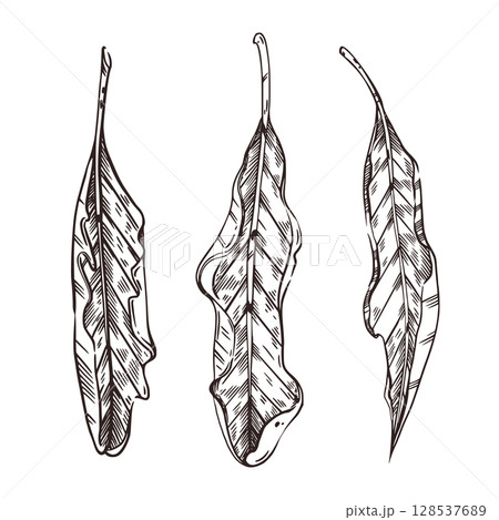 A set of vector leaves of a macadamia tree. Macadamia nut leaves. All objects are hand-drawn in vector. For printing on fabric, paper, for decorating food packaging and cosmetics. Vector illustration 128537689