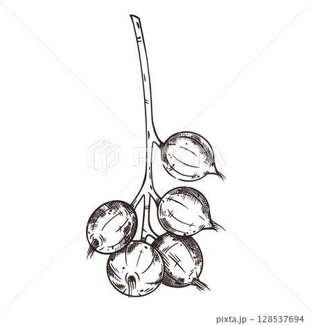 Macadamia nut on a branch, unripe macadamia nut. All objects are hand-drawn with ink. The illustration is suitable for printing on food packaging. cosmetics, for design and printing on paper, fabrics. 128537694