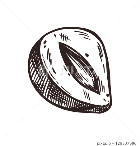 Hazelnut, half a hazelnut hand-drawn in ink. Vector illustration for printing on food packaging, cosmetics, for design and decor, printing on paper, fabric. Vector illustration 128537696