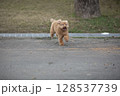 犬 狗 わんこ 128537739