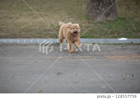 犬 狗 わんこ 128537739