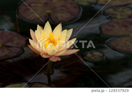 睡蓮の花のクローズアップ 睡蓮の花のクローズアップ 128537929