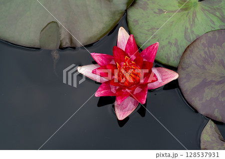 睡蓮の花のクローズアップ 睡蓮の花のクローズアップ 128537931