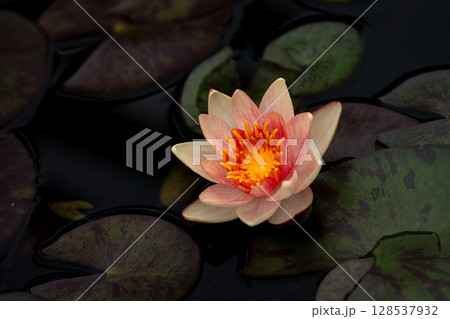 睡蓮の花のクローズアップ 睡蓮の花のクローズアップ 128537932