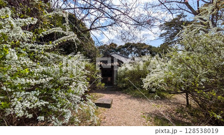 奈良の平城宮跡近くの海龍王寺の雪柳 128538019