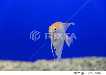 エンゼルフィッシュ エンゼルフィッシュ 128538020
