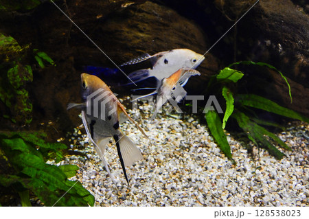 エンゼルフィッシュ 128538023