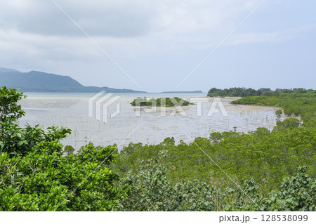 小浜島の西側に広がるマングローブ林 128538099