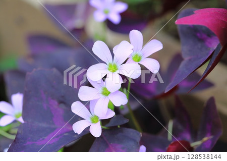 オキザリス・トライアングラリス（紫の舞） 128538144