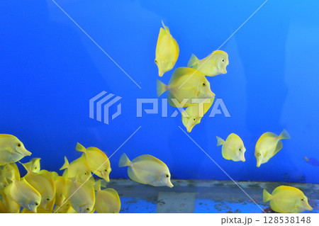 キイロハギ 128538148