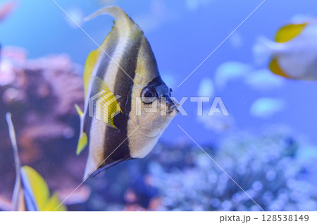 ハタタテダイ 128538149