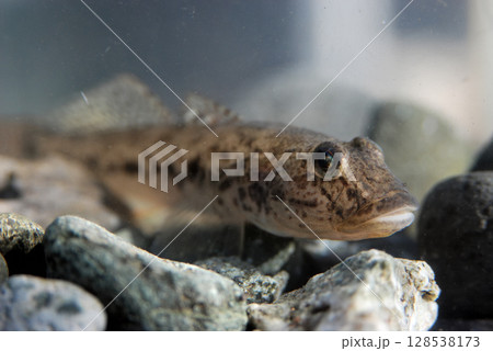海で釣って、水槽で飼っているハゼ 海で釣って、水槽で飼っているハゼ 128538173