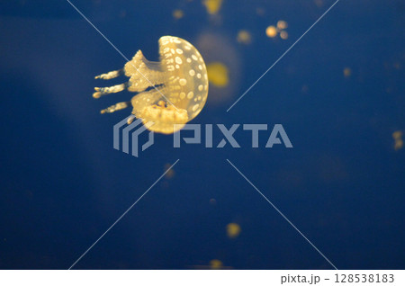 タコクラゲ タコクラゲ 128538183