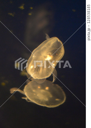 ミズクラゲ 128538185