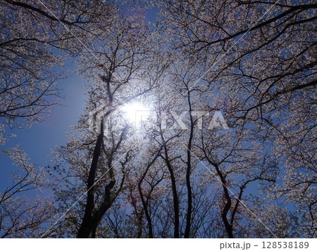 眩しさの中の桜-16 眩しさの中の桜-16 128538189