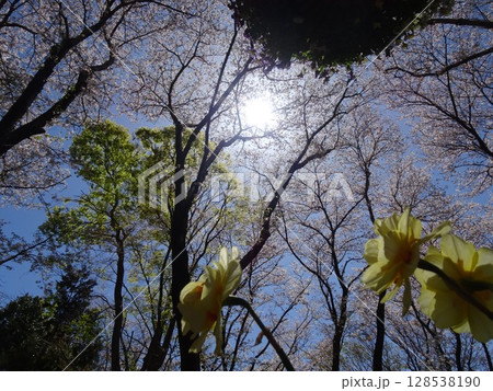 眩しさの中の桜-13 眩しさの中の桜-13 128538190