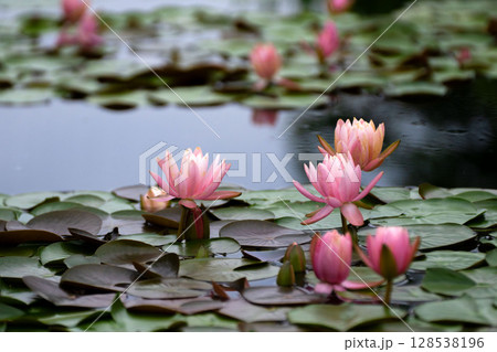 睡蓮の咲く池 睡蓮の咲く池 128538196