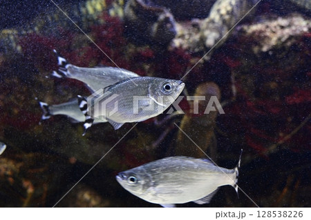 ギンユゴイ ギンユゴイ 128538226