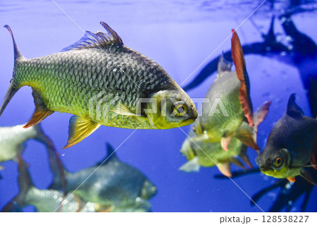 レッドフィンバルブ レッドフィンバルブ 128538227