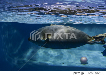 バイカルアザラシ 128538230