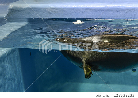 バイカルアザラシ 128538233