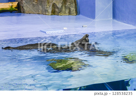 バイカルアザラシ バイカルアザラシ 128538235