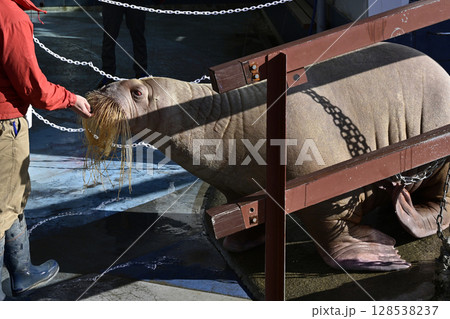 セイウチ 128538237