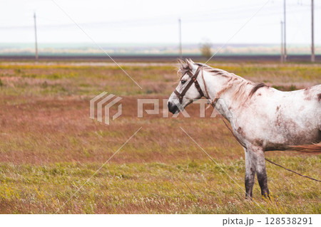 Horse in the field. A beautiful horse grazes in the field. 128538291