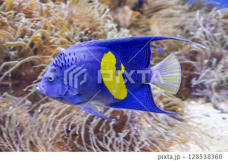 セダカヤッコ セダカヤッコ 128538360