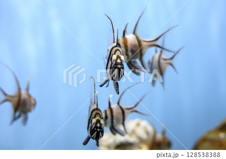 プテラポゴン・カウデルニィ プテラポゴン・カウデルニィ 128538388